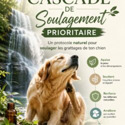 E-book "La cascade de Soulagement Prioritaire"