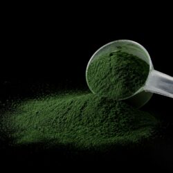 Spiruline chiens